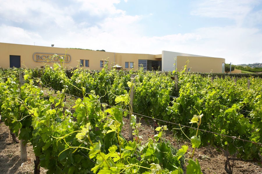 rows of vines at Boutari Crete Winery winery in the background of blue sky and the building